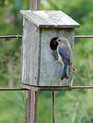 Bluebird and nesting box