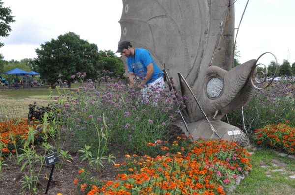 Horticulturist trimming wildflowers in butterfly garden