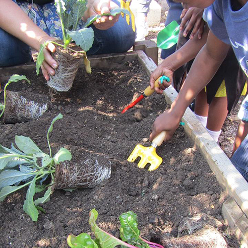 Kids planting in raised bed at their site