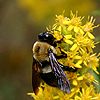 Bee pollinating flower