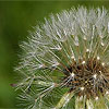 Dandelion seed head