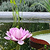 Water lily and lily pads