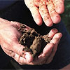 Hands holding soil