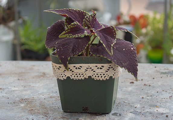 plant cuttings as gifts