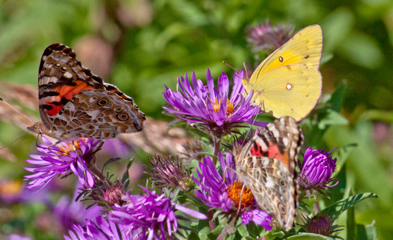 butterfly gardening