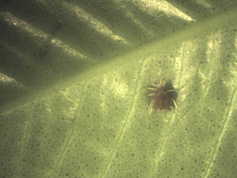 Aphid (Hemiptera) on citrus (Citrus)