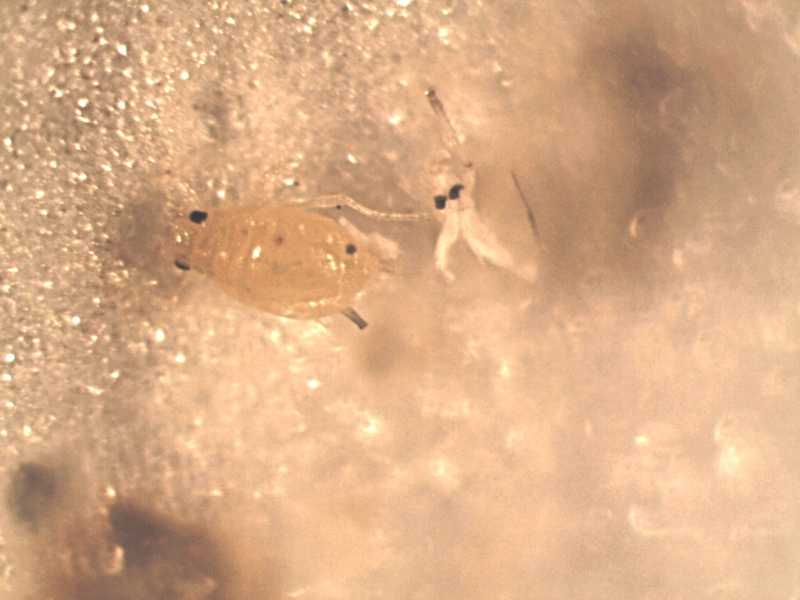 Aphid (Hemiptera) and cast skin on New Guinea impatiens (Impatiens hawkeri group)