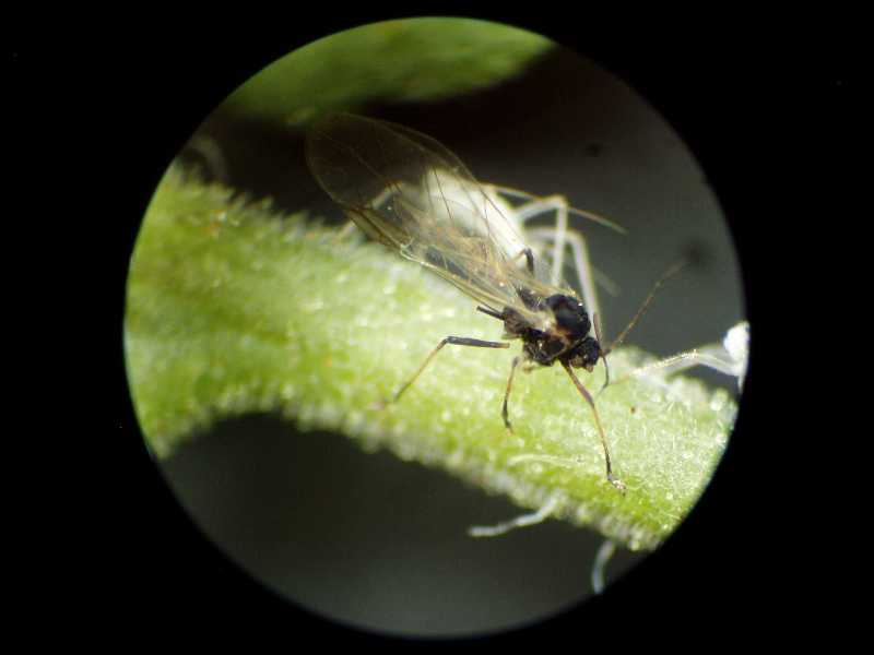 Winged aphid (Hemiptera) on indoor plant