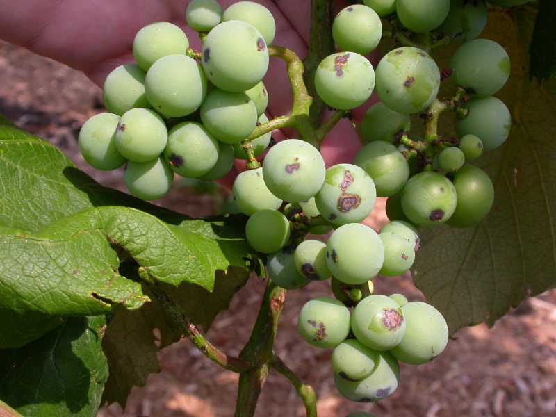 Black Rot of Grapes