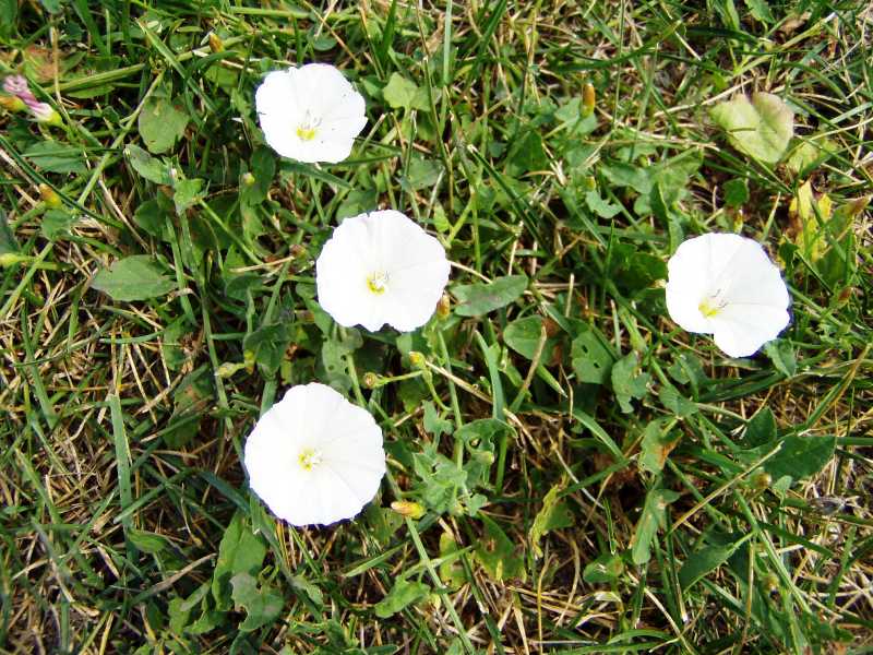 Weeds Identification Chart