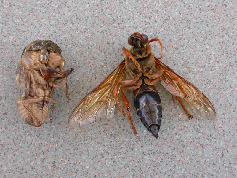 Adult Cicada 17