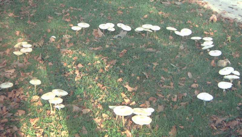 Lawn Mushrooms And Fairy Rings