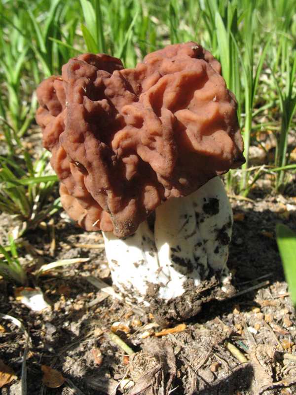 Lawn Mushrooms And Fairy Rings