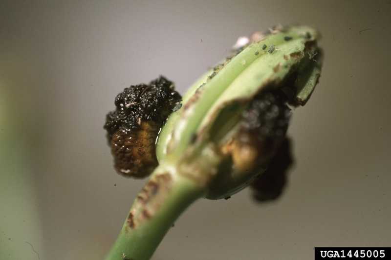 Image result for lily leaf beetle damage