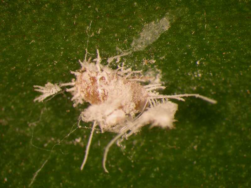 Mealybug colony (Hemiptera) on palm leaf