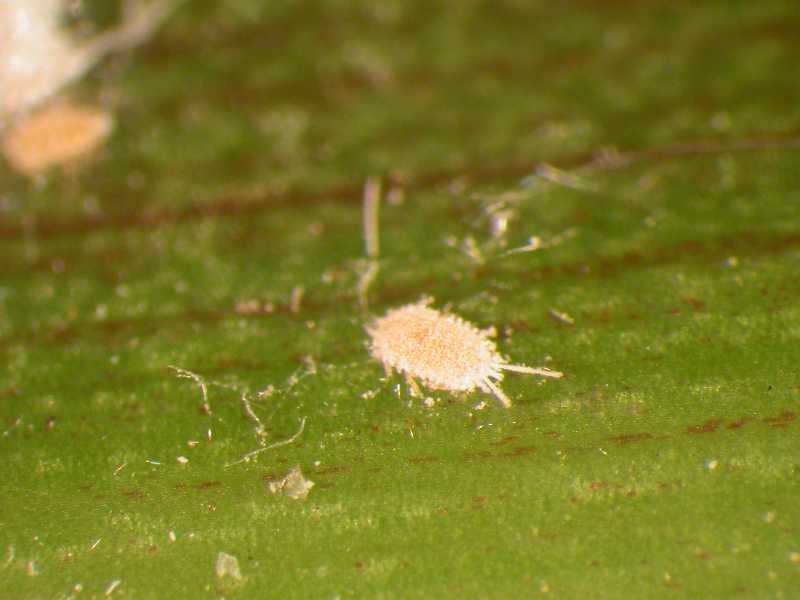Close-up of mealybug colony (Hemiptera) on palm leaf