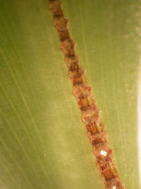 Amazon lily (Eucharis amazonica) bị phù nề gây hỏng gân lá