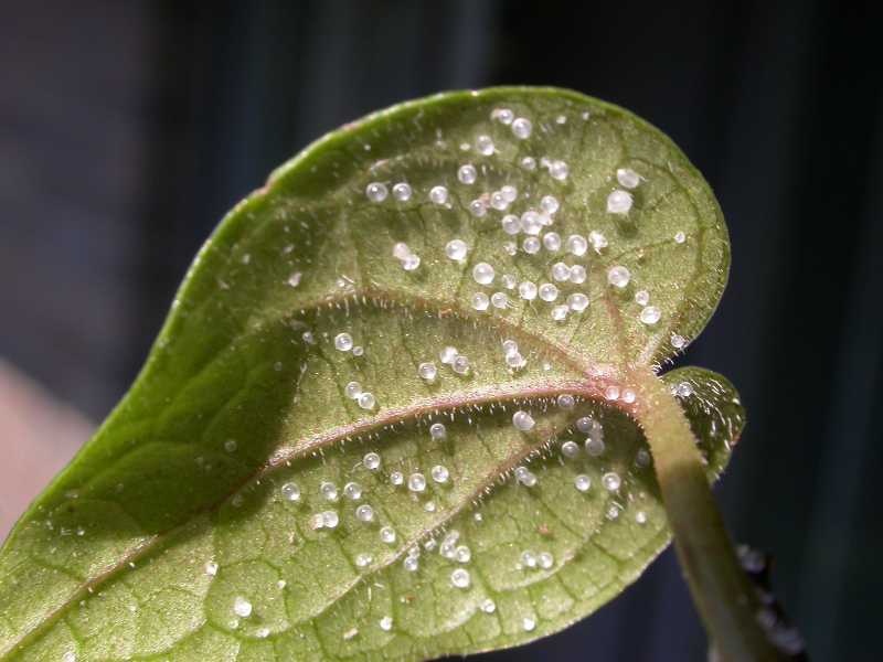 Water droplets on underside of begonia leaf (Begonia) caused by oedema