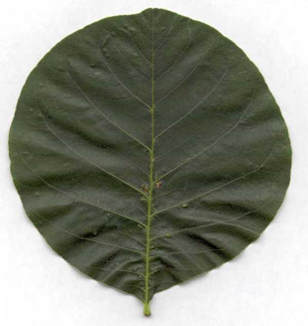 Oedema on leaf of indoor plant