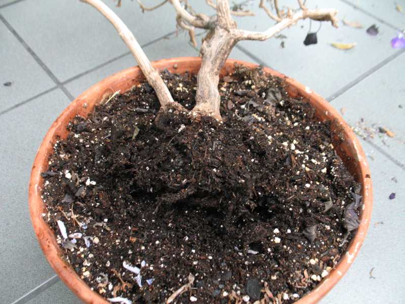 The roots of this Plectranthus 'Mona Lavender' were killed by overwatering