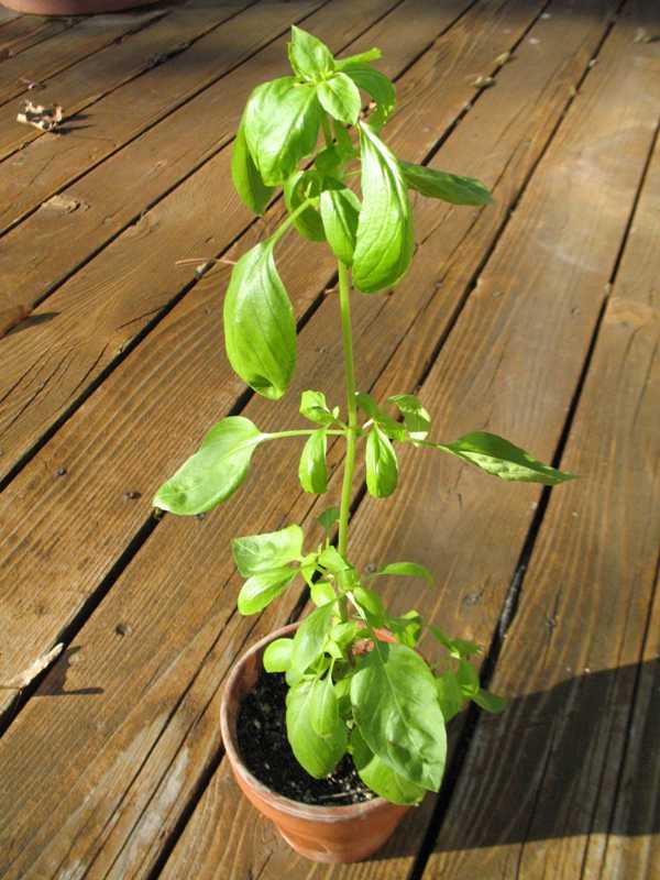 This basil plant was grown indoors without adequate light, which caused it to become tall and leggy