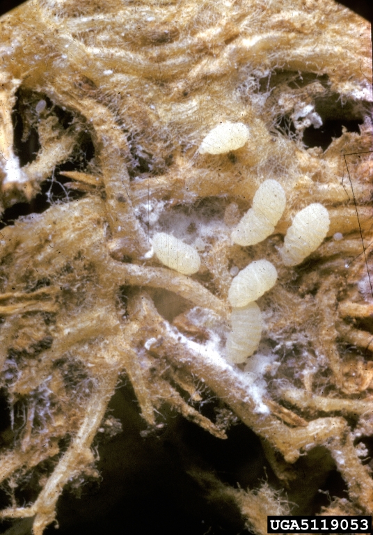Root feeding mealybugs on cactus (Hamatocactus spp.). US National Collection of Scale Insects Photographs , USDA ARS, Bugwood.org