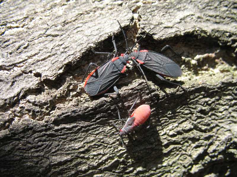 Boxelder Red Shouldered And Scentless Plant Bugs