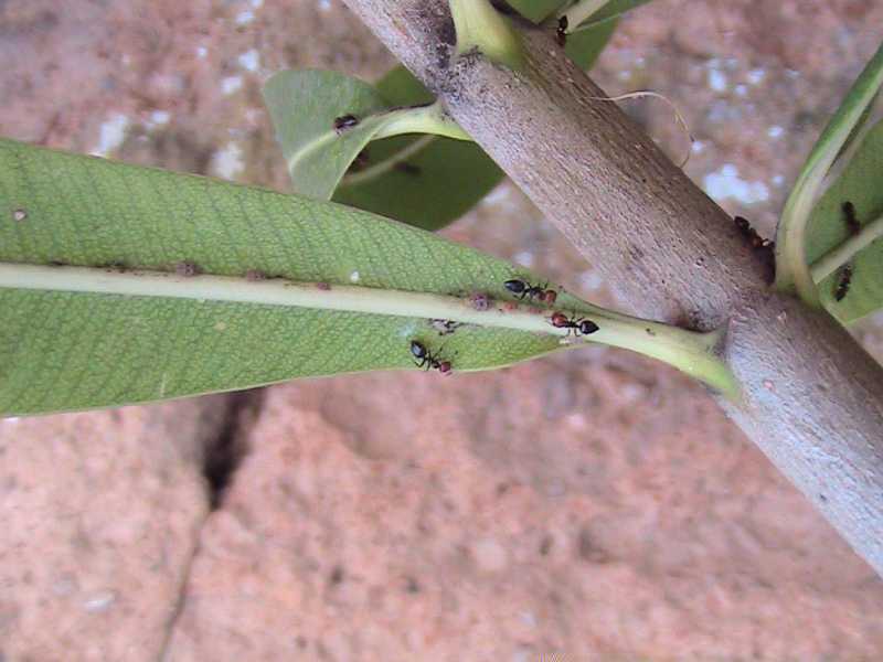 Ants (Hymenoptera) collecting honeydew excreted by scale insects (Hemiptera) sucking plant sap from the midrib of an oleander leaves (Nerium)