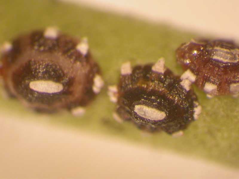 Close-up of scale (Hemiptera) on stem of golden dew drop (Duranta erecta)