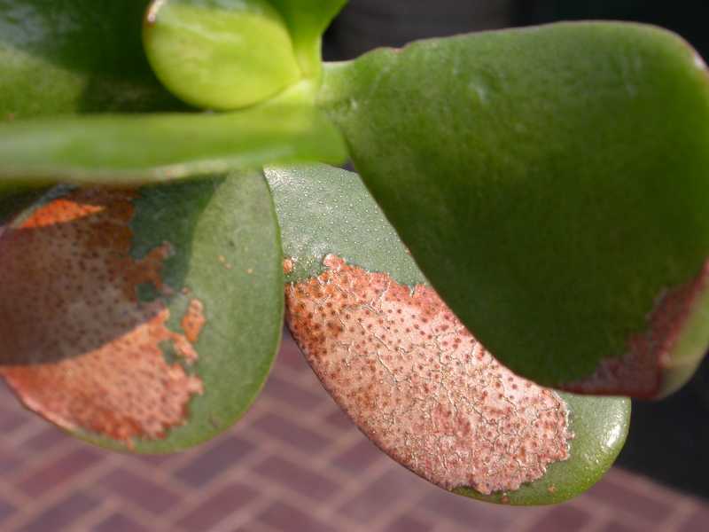 Sunburned patches on jade plant (Crassula)