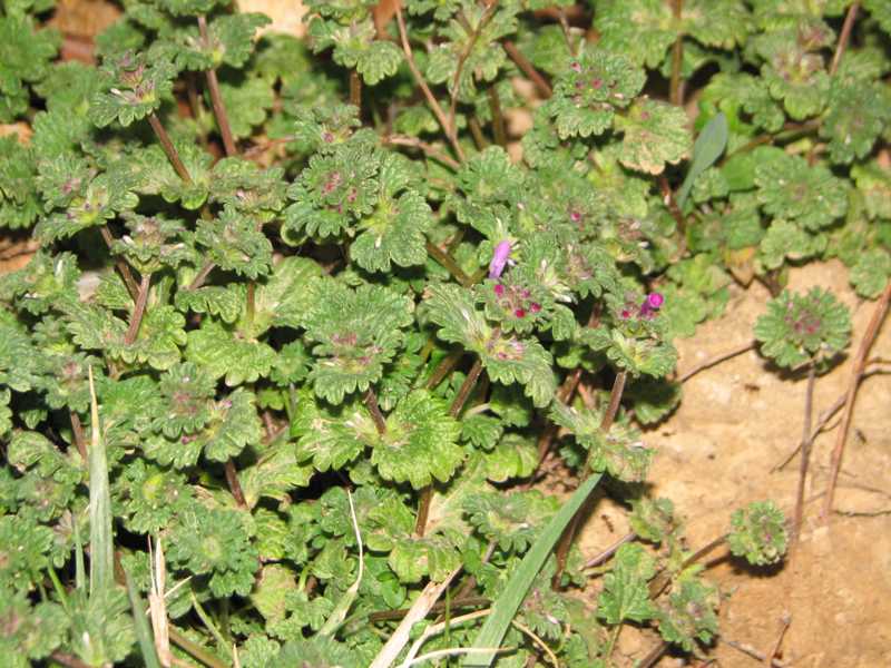 Common Lawn Weed Identification