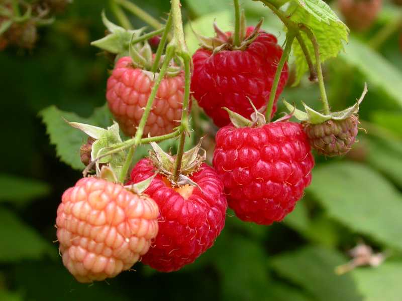 Kết quả hình ảnh cho raspberry plant in pot
