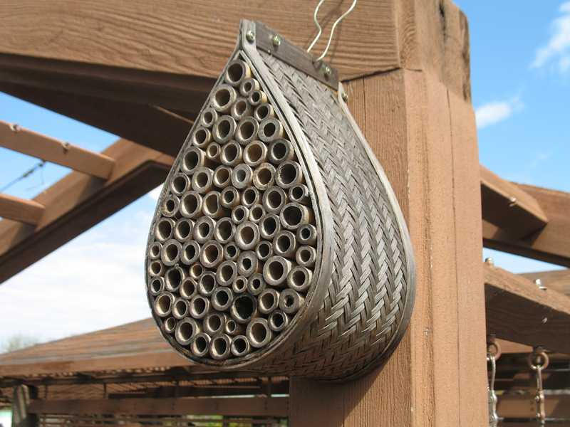 weblessons farming bats and bat houses how to build a cedar bat weblessons farming bats and bat houses how to build a cedar bat