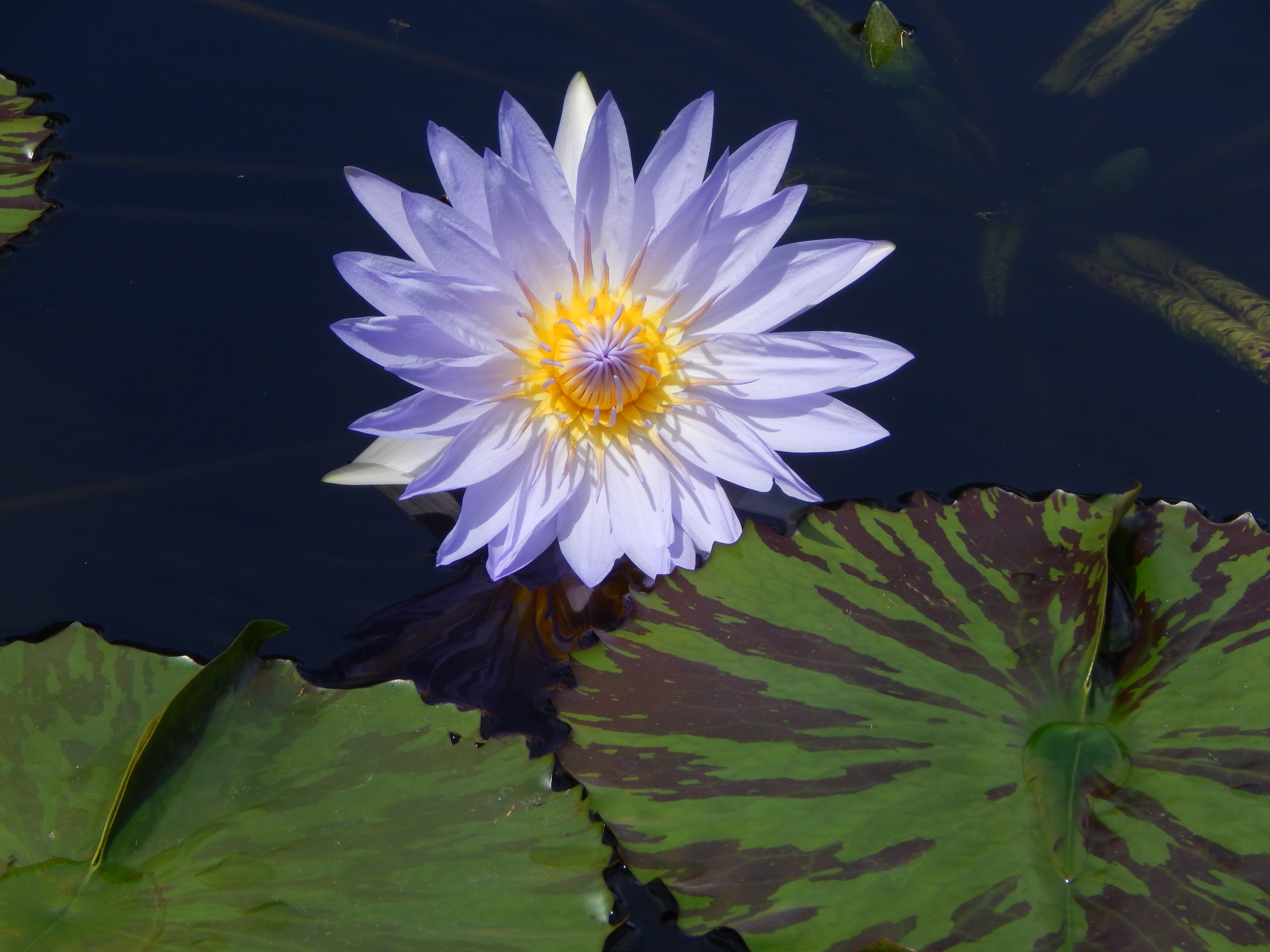 Missouri Botanical Garden