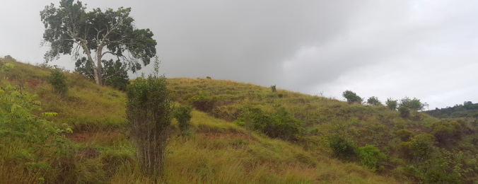 Madagascar Highlands