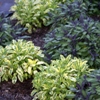 Herbs