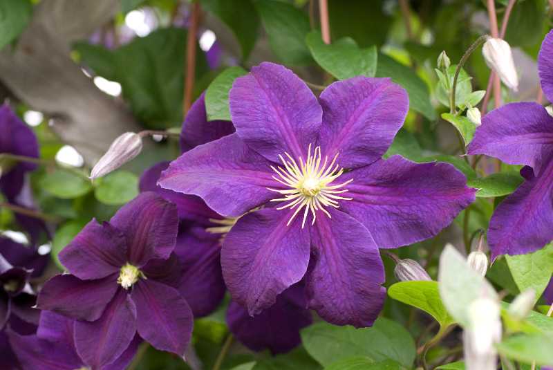vines in flowering colorado Clematis  'Jackmanii' Finder Plant
