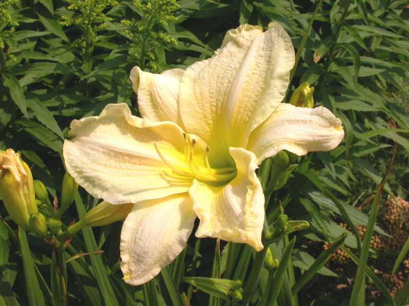 Hemerocallis Gentle Shepherd