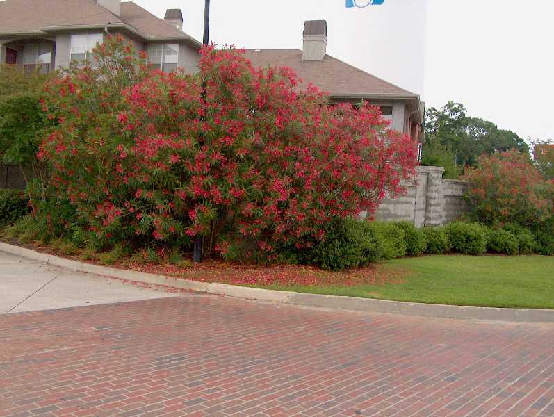 Nerium oleander