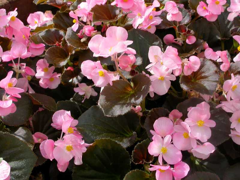 fibrous begonia