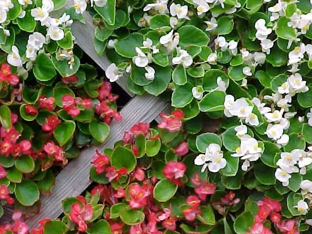 fibrous begonia