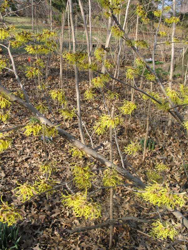 Hamamelis Arnold Promise Size