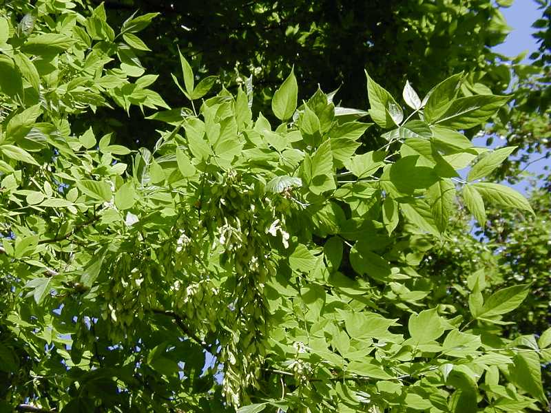 Native Trees for Missouri Landscapes