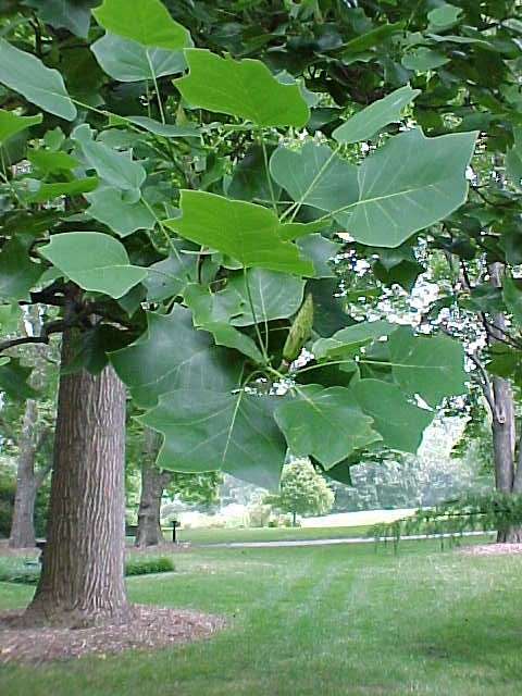 Tulip Tree Vs Japanese Magnolia