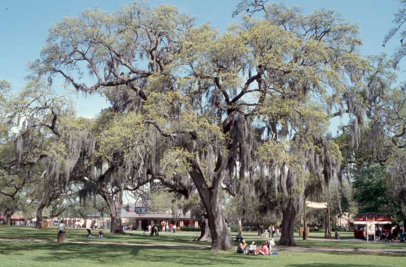 Trees for Oklahoma Gardens