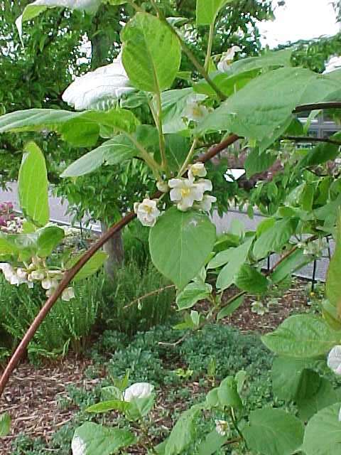 flowering vines deciduous peak is vine vine actinidia for impact kolomikta variegated me kiwi