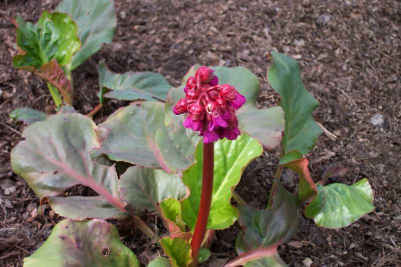 Bergenia Winterglut