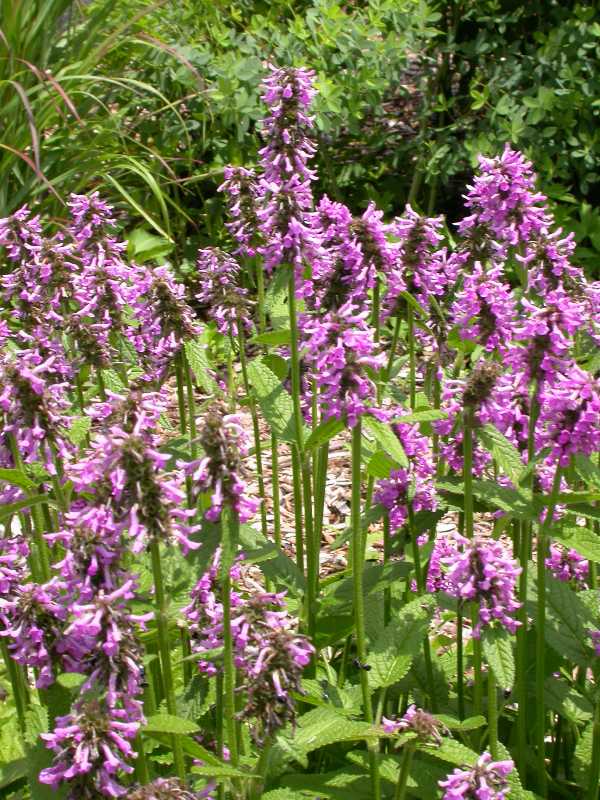 stachys officinalis