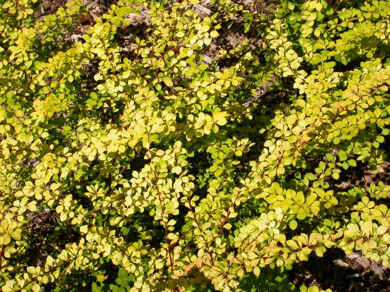 Berberis Aurea