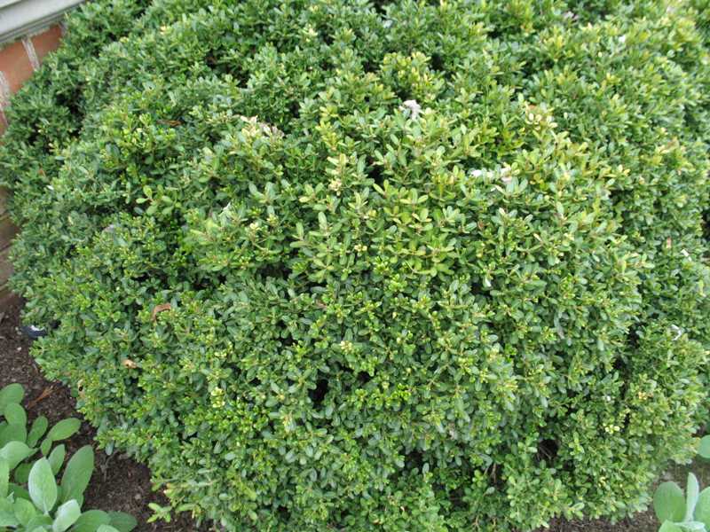 Hot girls pounded Microphylla var japonica morris midget
